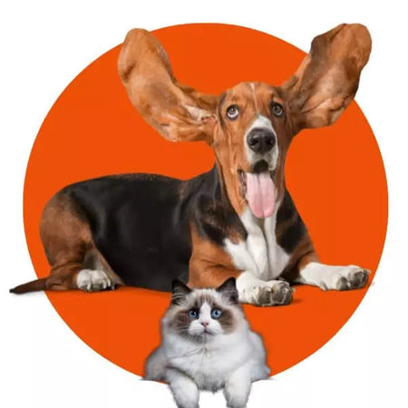 Mascotas